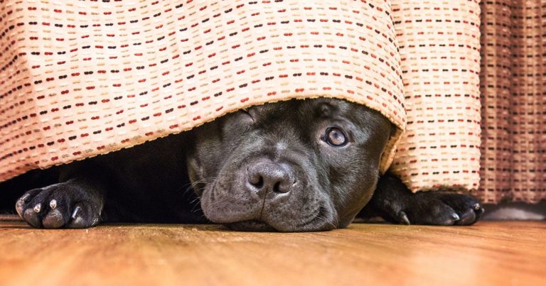 A shy dog hiding on the floor under curtains.