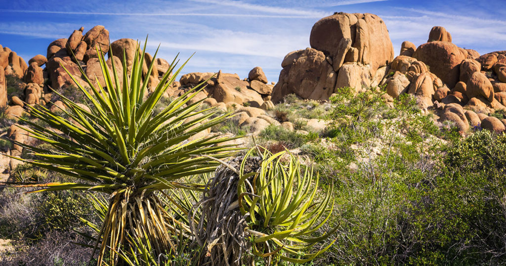 What’s Yucca Schidigera and Why’s It in My Pet’s Food? Diamond Pet Foods