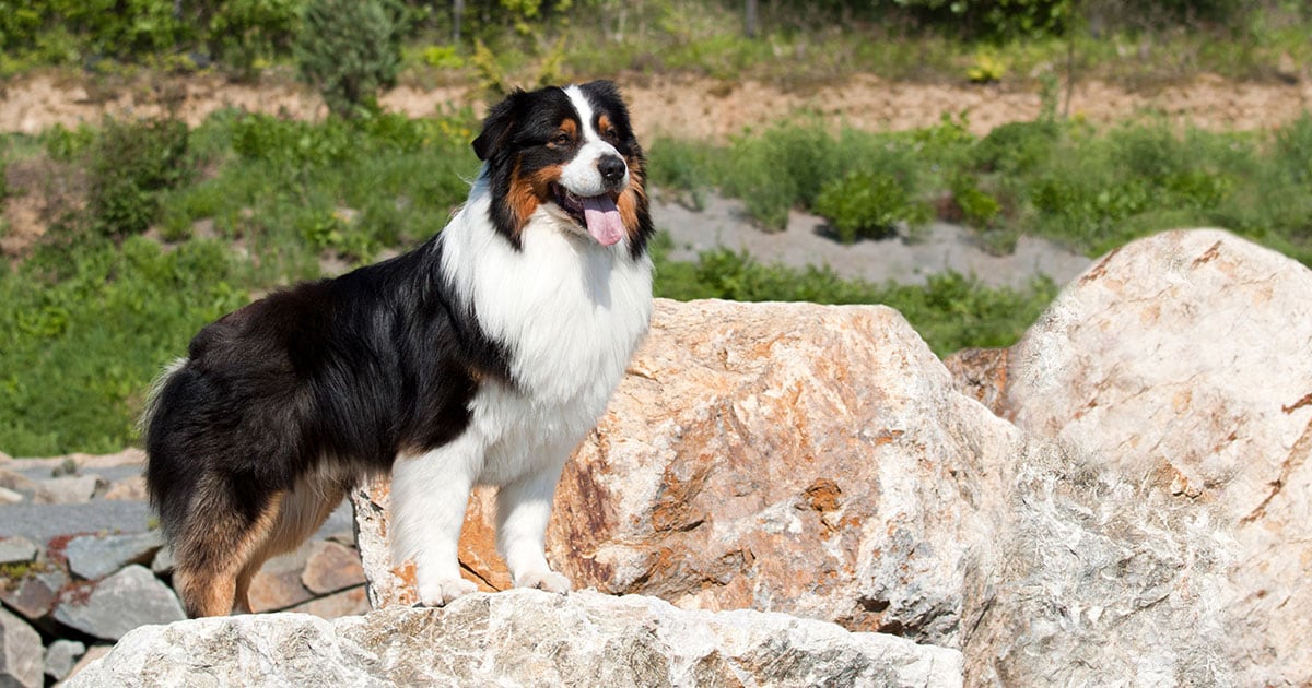 A dog standing on large boulders in a park.