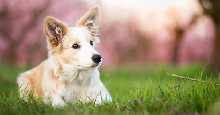 A portrait photo of a dog lying in green grass.