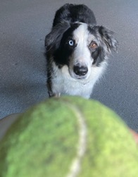 A black and white dog staring at a tennis ball in front of camera.