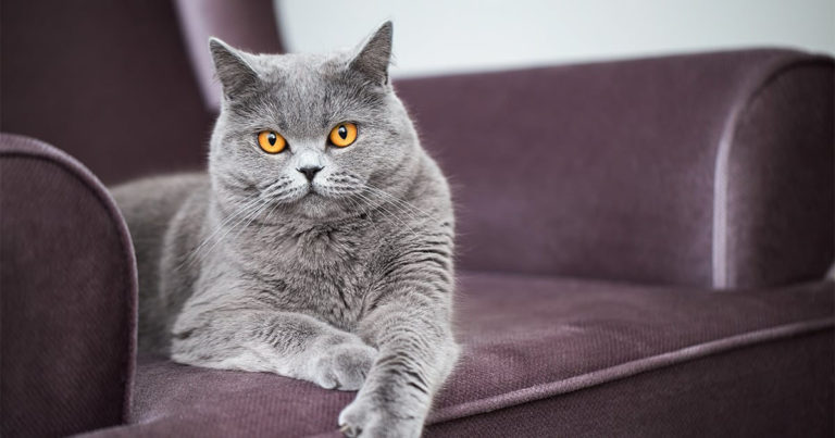 Gray Cat Sitting on an Armchair | Diamond Pet Foods