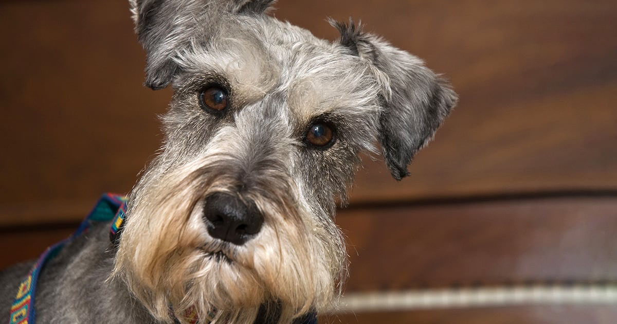 Dog With Short Gray Fur | Diamond Pet Foods