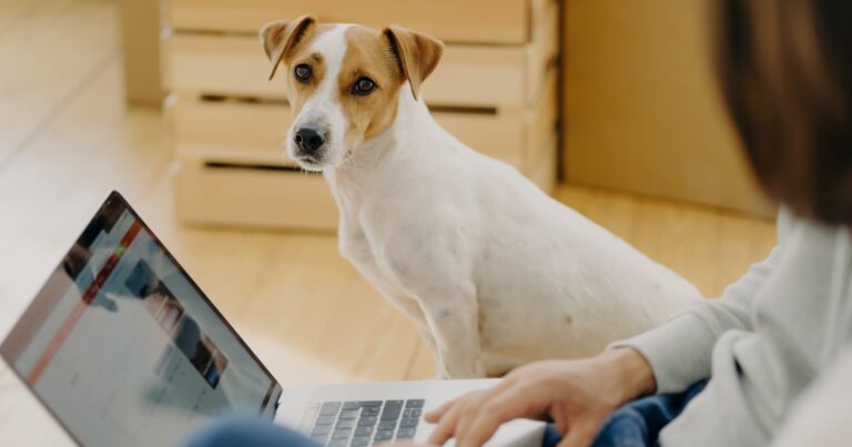 A white and tan dog sitting on the floor next to a woman working on a laptop.