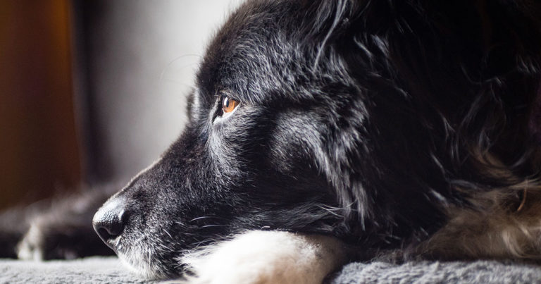 An older black dog lying on a blanket with its head resting on its paw.