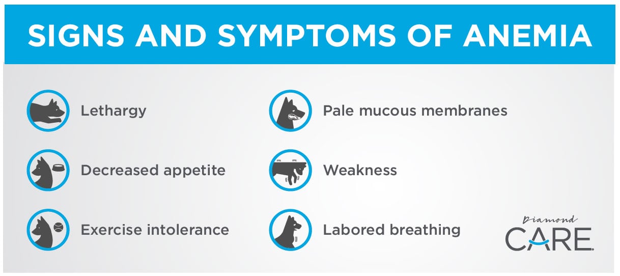 An interior graphic detailing the signs and symptoms of anemia in dogs.