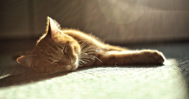 A cat lying on the floor in the sun.