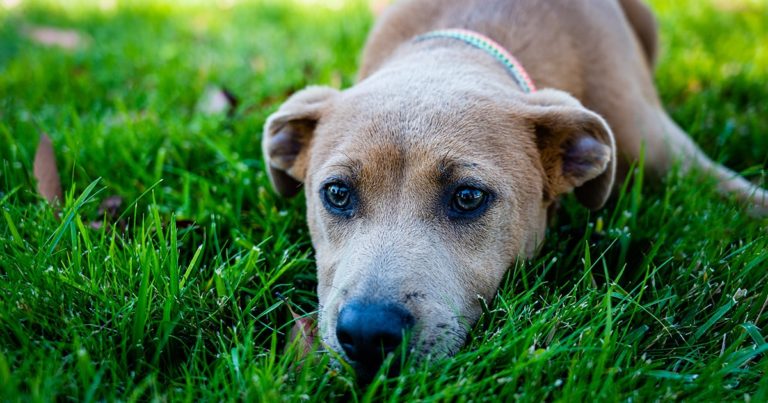 A dog lying in the grass looking sullen.