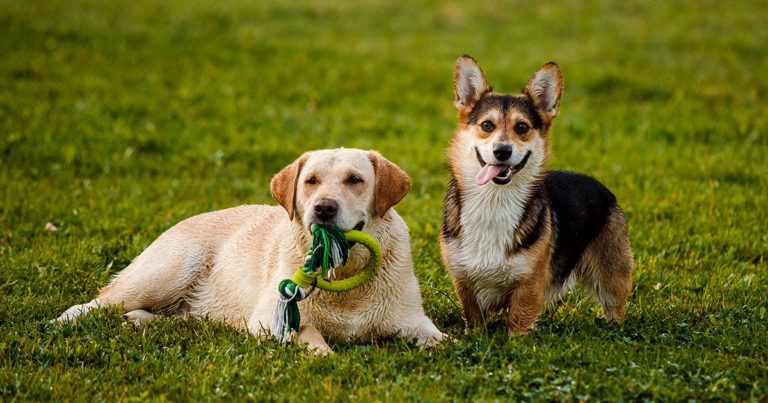 One dog holding a toy in its mouth while lying next to another dog in a park.