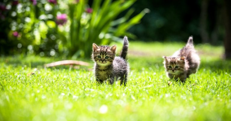 Two small kittens playing in the grass on a sunny day.