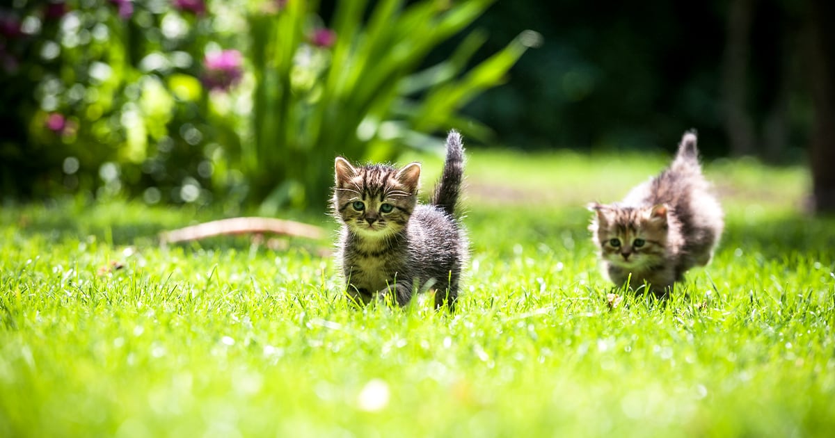 Two small kittens playing in the grass on a sunny day.