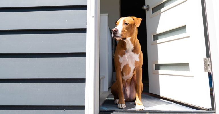 A brown and white dog sitting in the open doorway of a house.