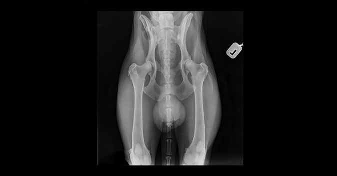 An X-ray image of a healthy dog hip joint.