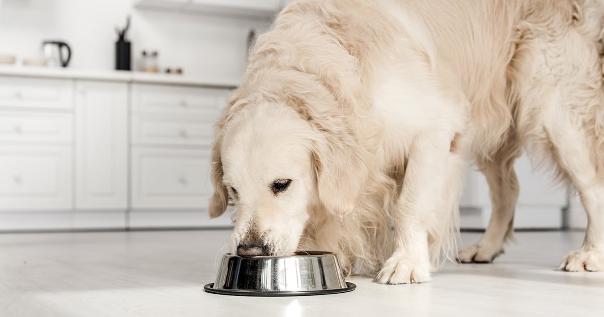 Large Dog Eating from a Bowl | Diamond Pet Foods