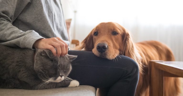 Dog and Cat Sitting Near Their Owner | Diamond Pet Foods