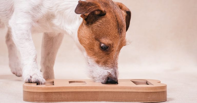 Dog Playing with a Wooden Game | Diamond Pet Foods