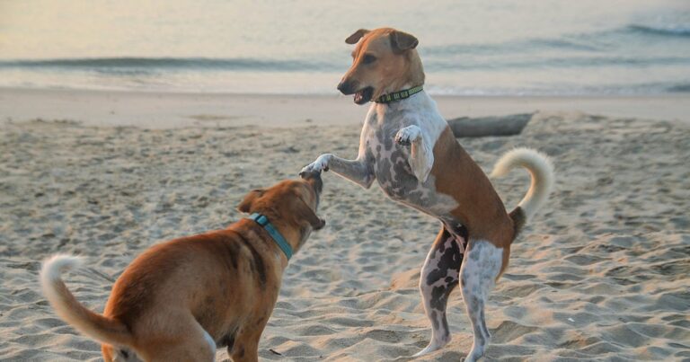 Two dogs play fighting on the beach.