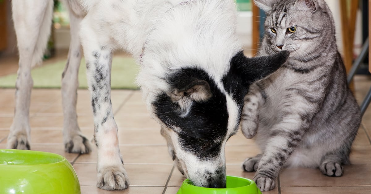 Dog Eating from the Cat’s Bowl | Diamond Pet Foods