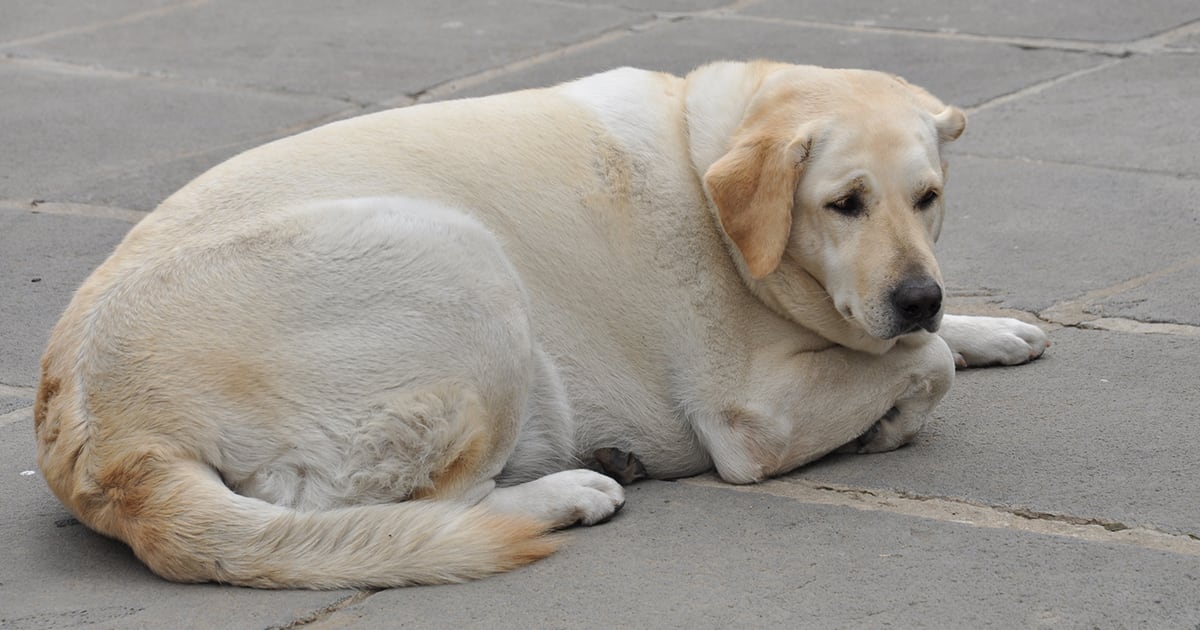 Overweight Yellow Labrador Retriever | Diamond Pet Foods
