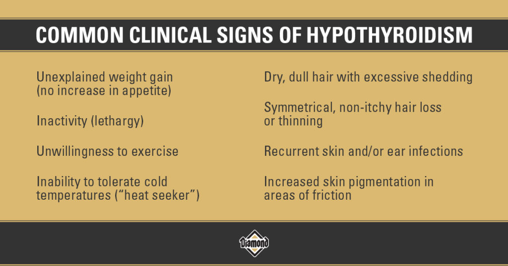 Guide to Hypothyroidism in Dogs Diamond Pet Foods