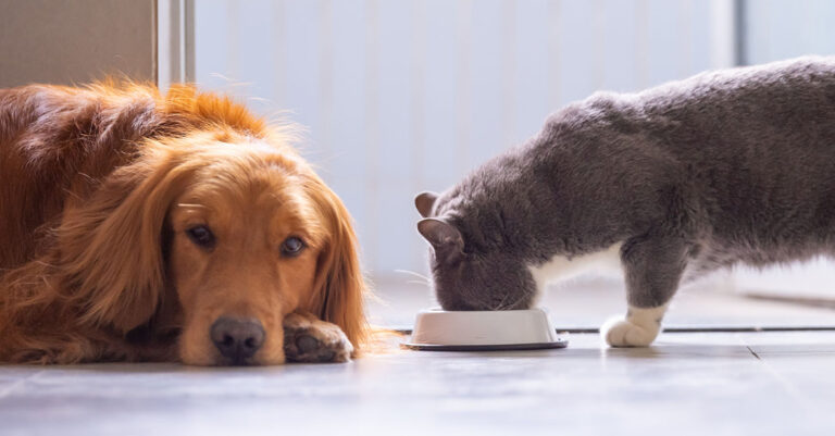 A reddish-golden dog lying on the floor next to a gray cat that’s eating food from a white food bowl.