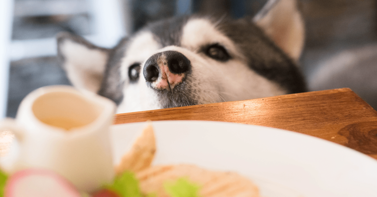 A dog peeking its head above the edge of a table with food on it.