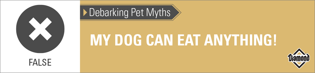 An interior graphic with text that reads, 'Debarking Pet Myths: My dog can eat anything! — False'.
