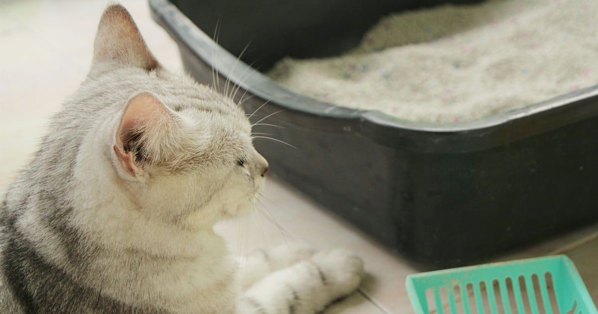 Cat Near Litter Box | Diamond Pet Foods