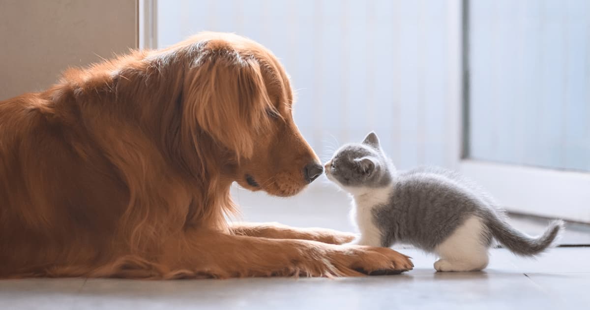 A dog lying on the floor gently touching its nose to the nose of a small kitten.