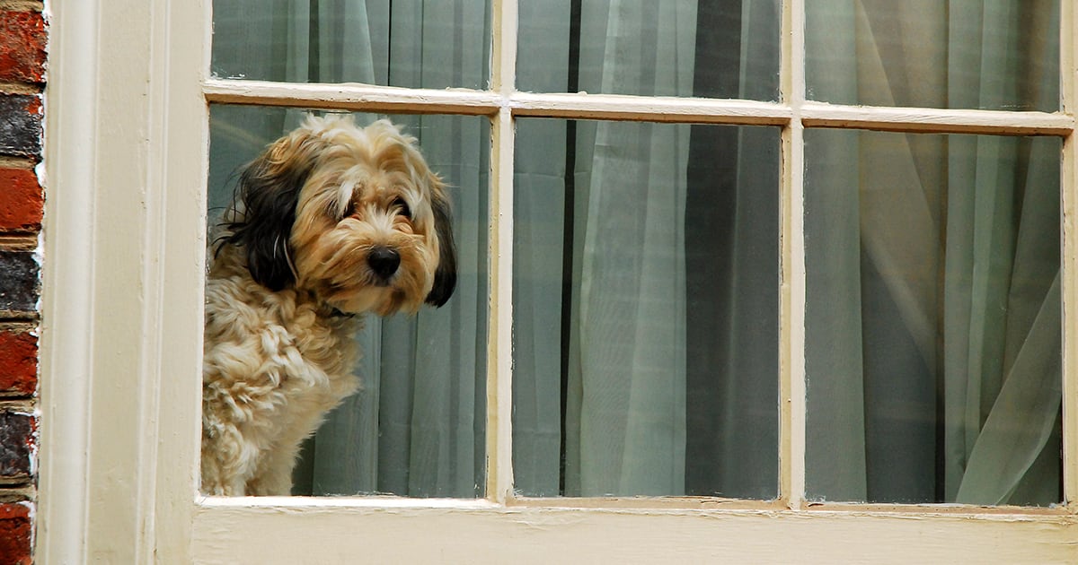 Lonely Dog Looking Out the Window | Diamond Pet Foods