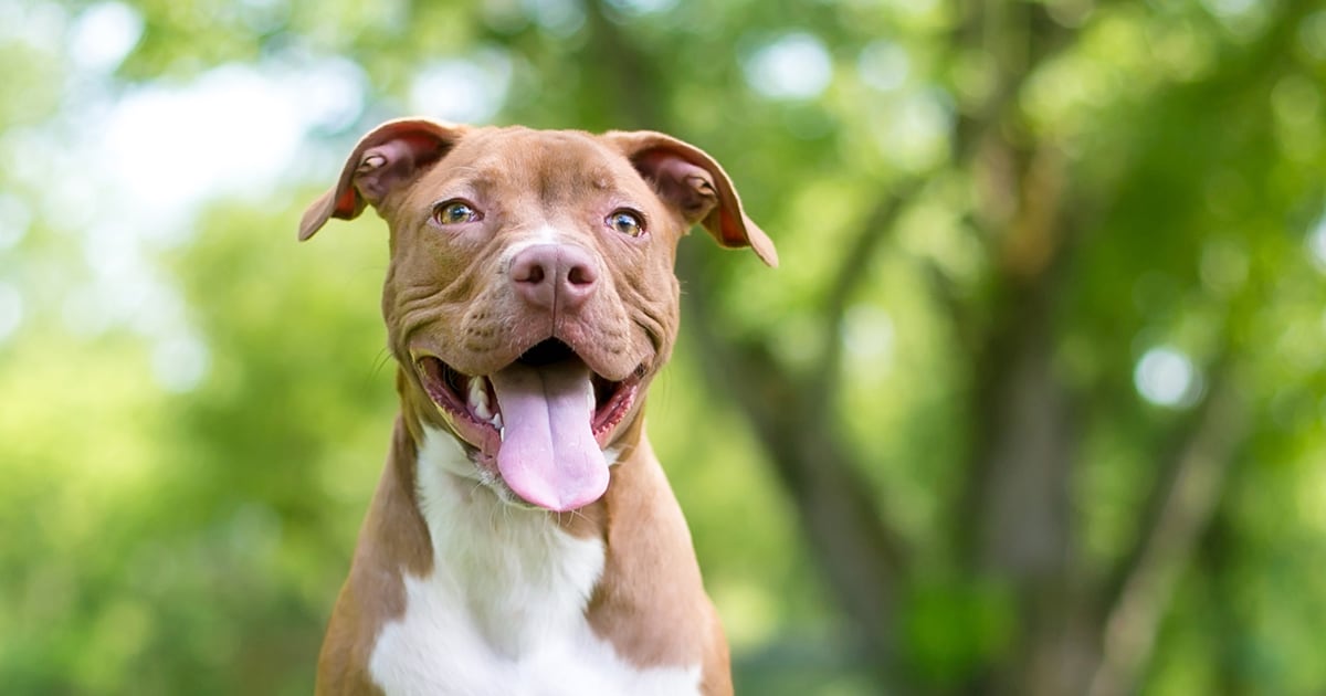 Close-Up of Pit Bull | Diamond Pet Foods