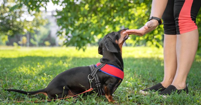A dachshund on a leash staring up at its owner.
