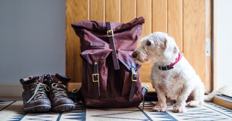 A small white dog standing next to a pair of boots and a backpack near the door.