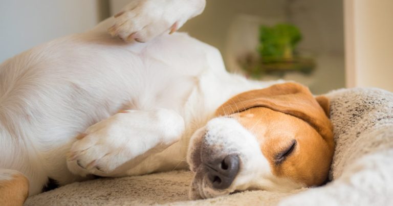 Dog Sleeping on Bed | Diamond Pet Foods
