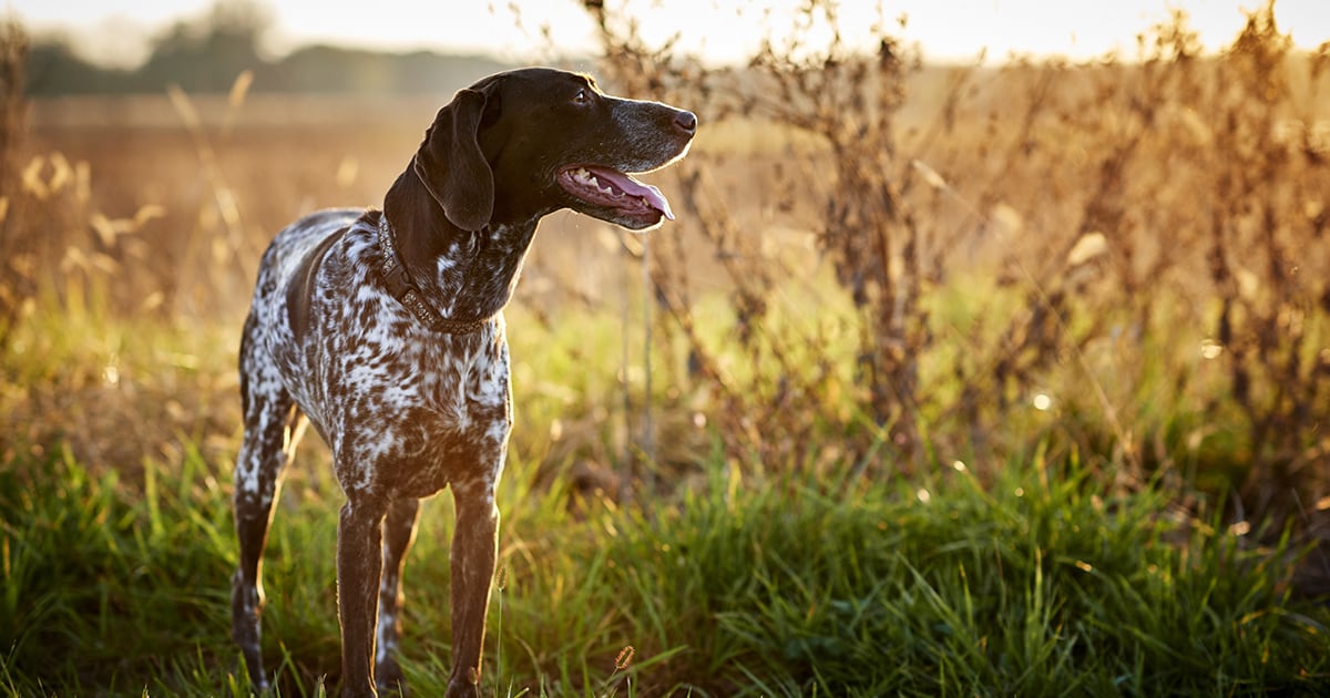 All About German Shorthaired Pointers Diamond Pet Foods