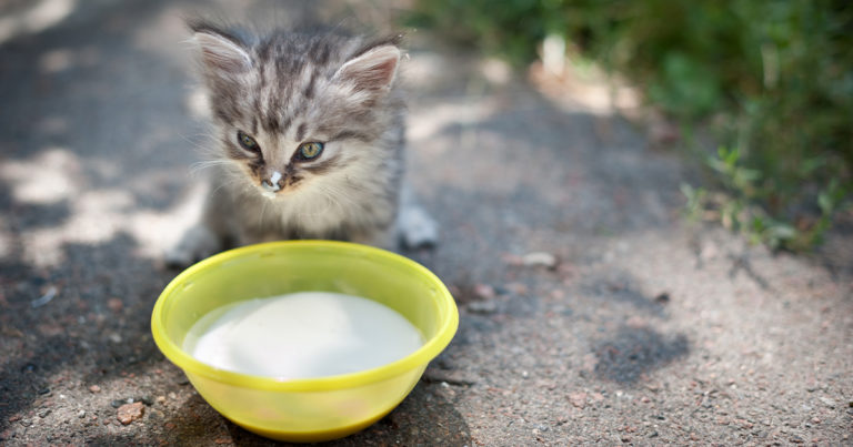 A tiny kitten standing outside in front of a yellow bowl filled with milk.