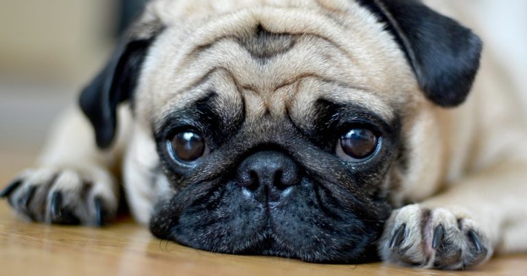 Close-Up of Pug Dog Lying Down | Diamond Pet Foods