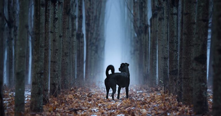 A black dog standing on a leafy forest floor while looking down a foggy path lined with trees.
