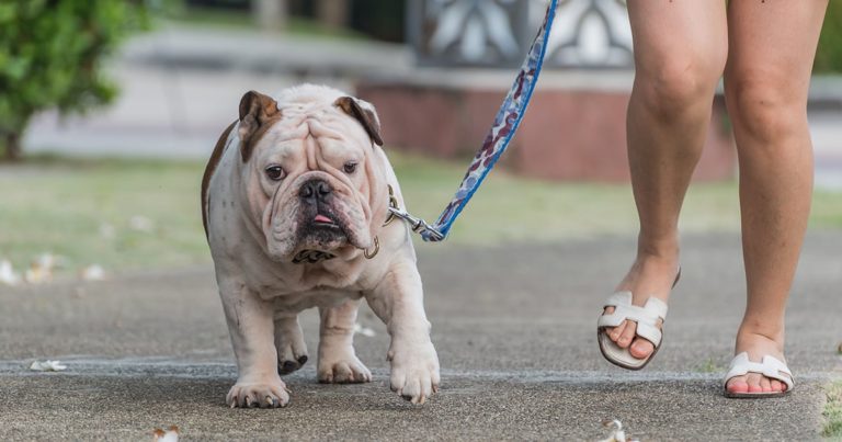 A bulldog on a leash walking with its owner outside.
