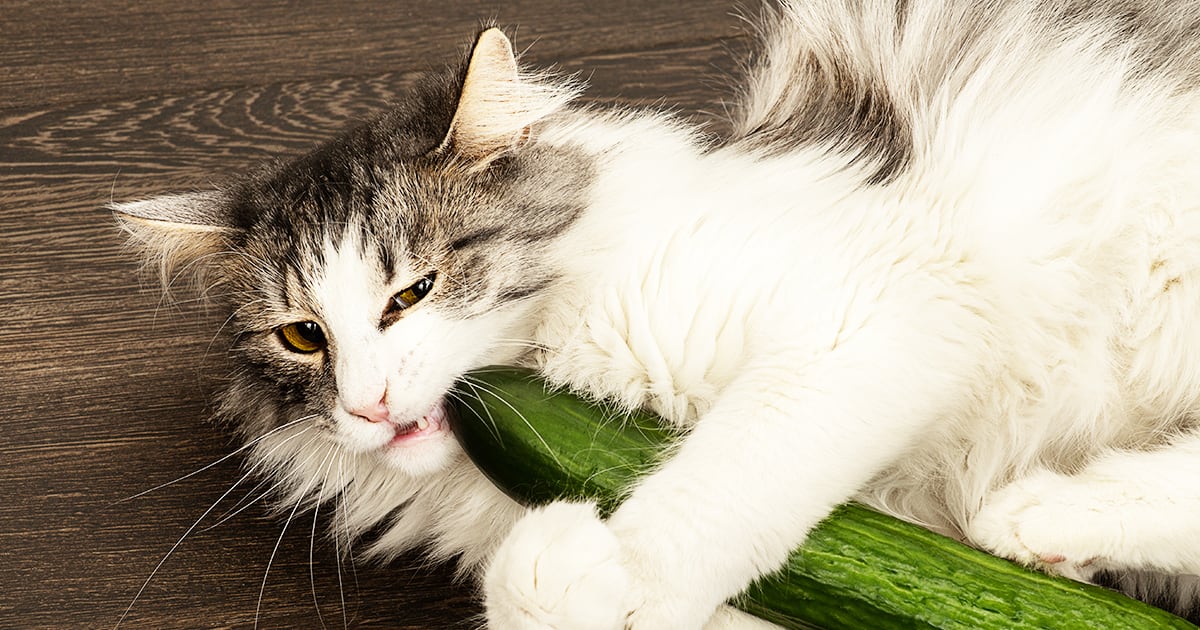 Cat Holding Cucumber with Its Paws | Diamond Pet Foods