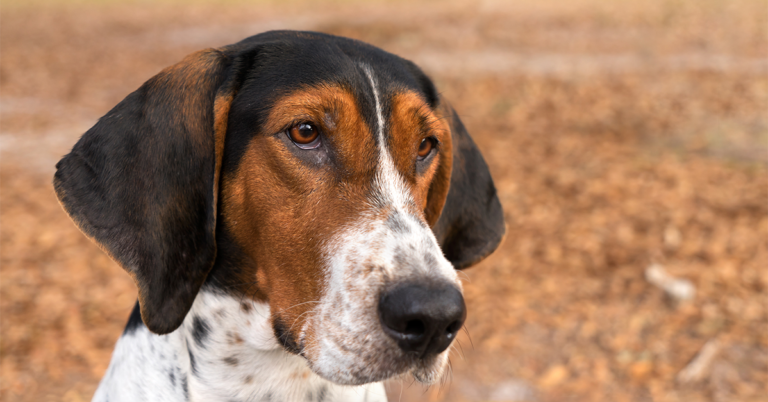 Coonhound in a Forest | Diamond Pet Foods