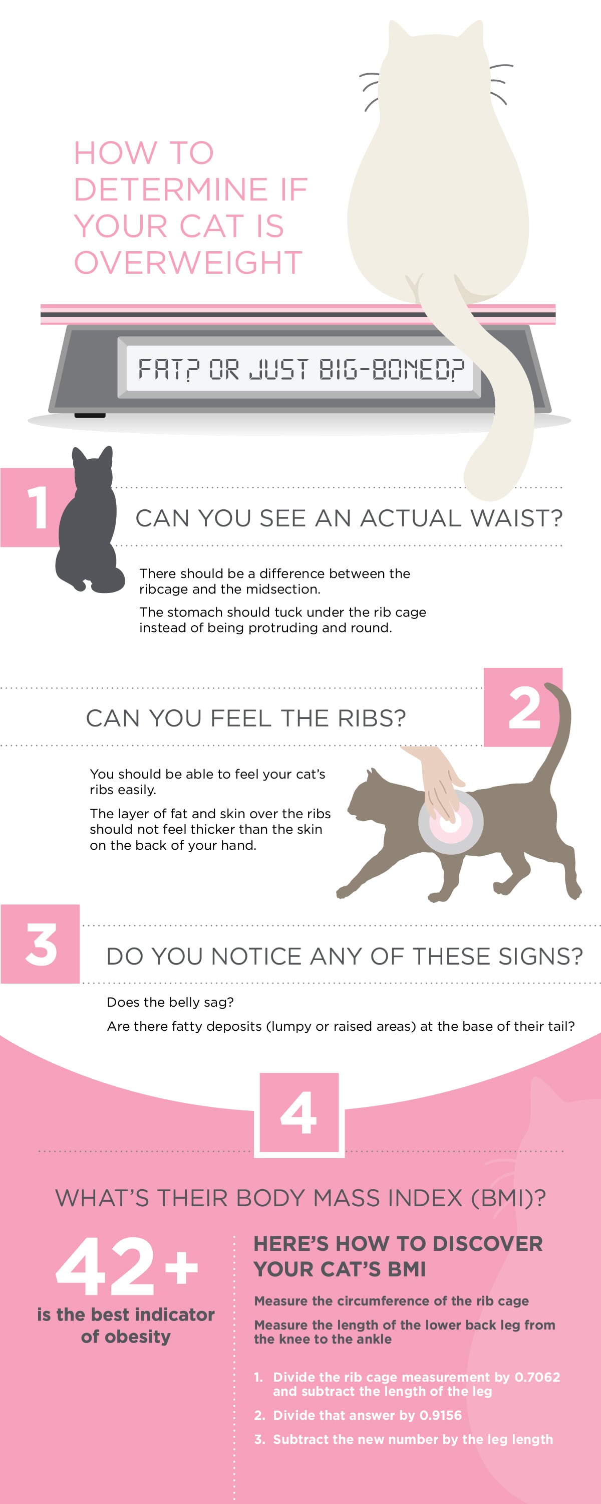 An interior infographic detailing various signs that can help determine if your cat is overweight.