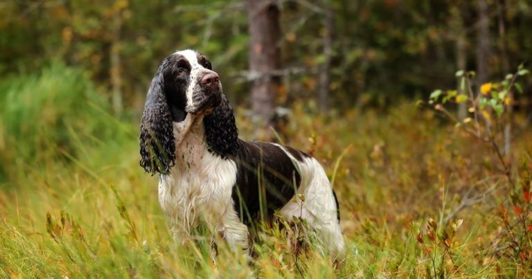 An English springer spaniel standing in tall grass in the woods with its nose in the air.