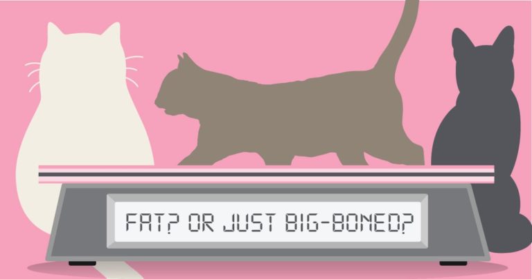 A cartoon graphic depicting cats and a weight scale that reads, 'Fat? Or just big-boned?'.