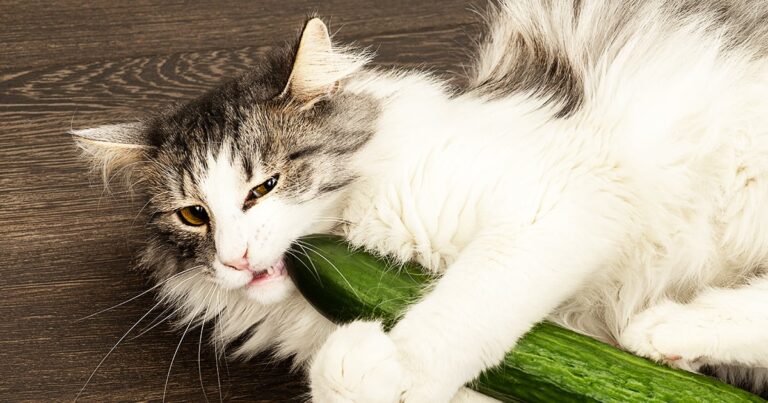 A long-haired gray and white cat lying on the floor while chewing on a large green cucumber.