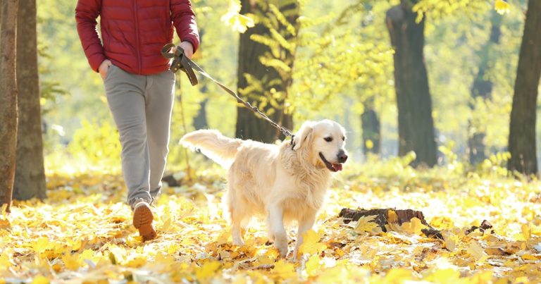 An owner walking his dog through piles of leaves in a park on a sunny day.