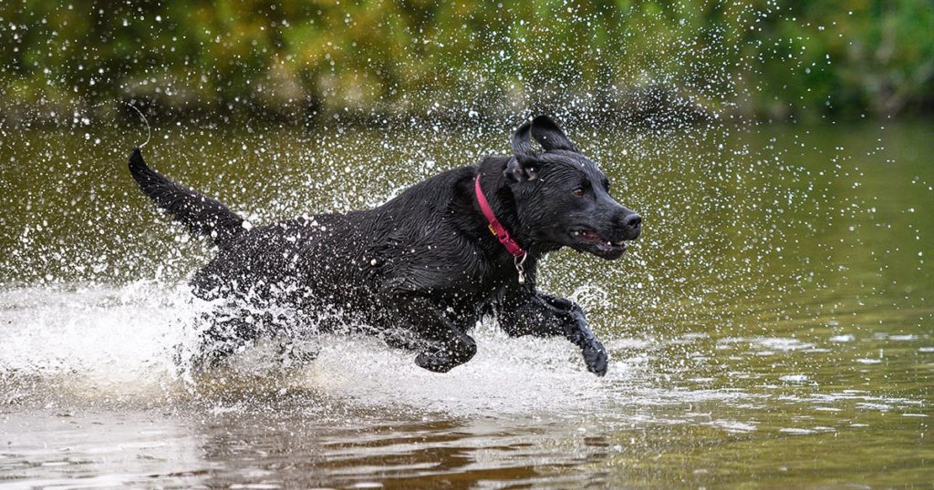 Hunting Breeds 101 Labrador Retrievers Diamond Pet Foods