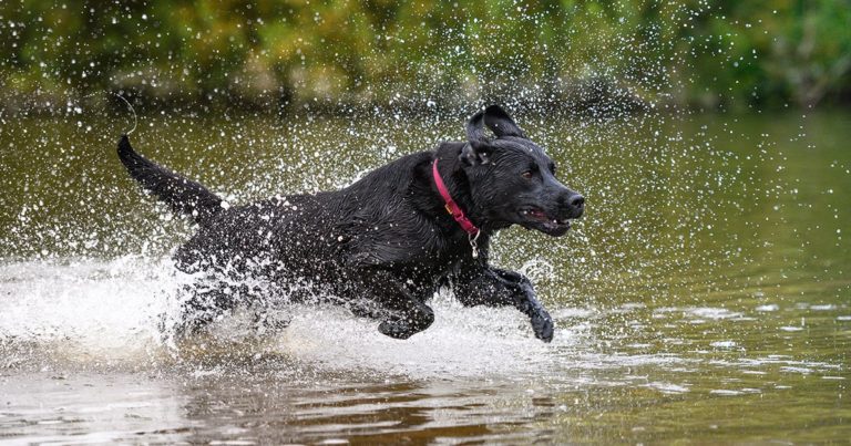A Labrador retriever running through shallow water.