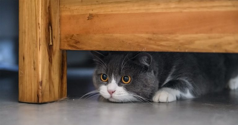 Cat Hiding Under Furniture | Diamond Pet Foods