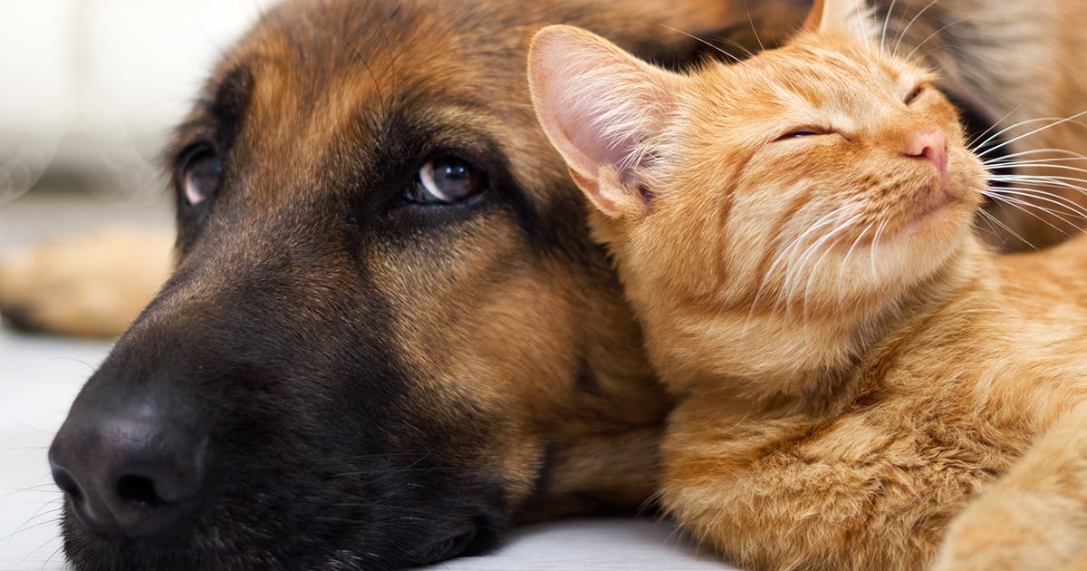 A cat sleeping peacefully next to a dog's face.